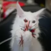 メインクーン【新潟県・女の子・2025年7月13日・ホワイト】の写真9