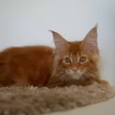 メインクーン【新潟県・女の子・2025年7月13日・レッドクラシックタビー】の写真4