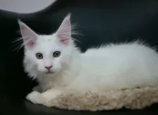 メインクーン【新潟県・女の子・2025年7月13日・ホワイト】の写真6