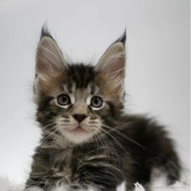 ID：2507-00425の子猫