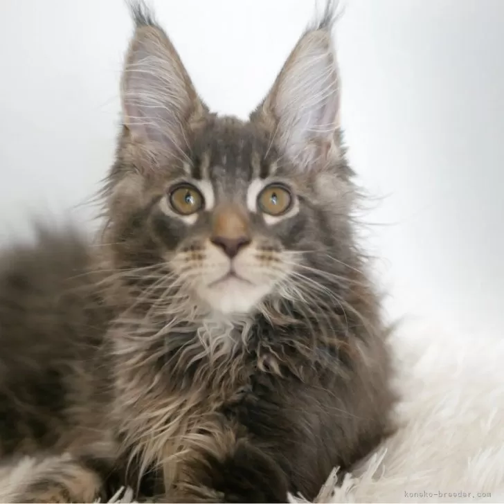 ID：2504-02162の子猫