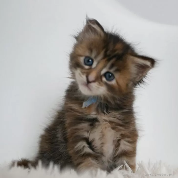 ID：2604-03555の子猫