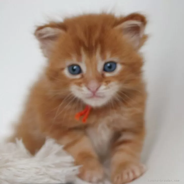 ID：2604-03554の子猫