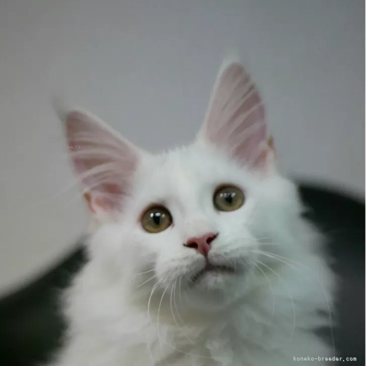 メインクーン【新潟県・女の子・2025年7月13日・ホワイト】の写真1