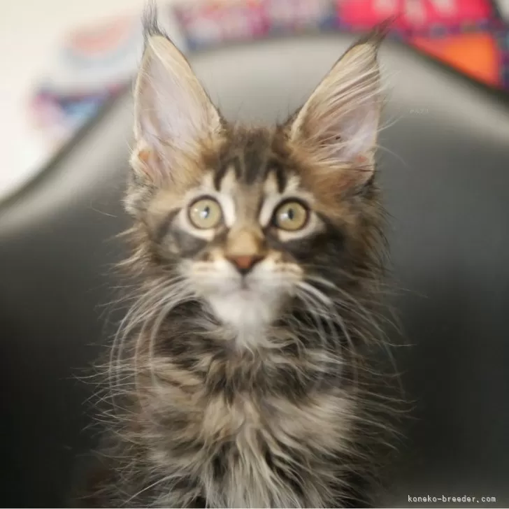 R.O 様のお迎えした子猫