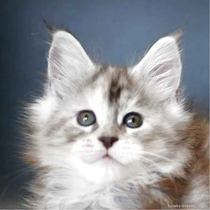 ID：2503-00851の子猫