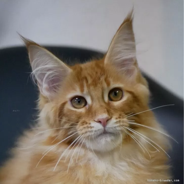 メインクーン【新潟県・女の子・2025年7月13日・レッドクラシックタビー】の写真1