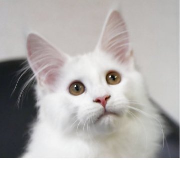 メインクーン【新潟県・女の子・2025年7月13日・ホワイト（シャギーコート）】の写真「１番の甘えん坊
スリスリごろごろちゃん」