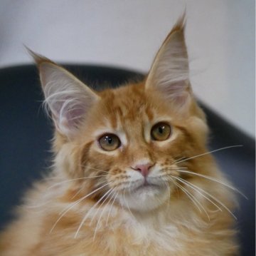 メインクーン【新潟県・女の子・2025年7月13日・レッドクラシックタビー（シャギーコート）】の写真「オモチャ遊び大好きです」