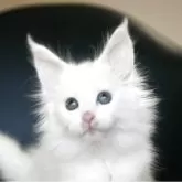 メインクーン
