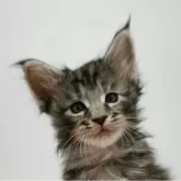 メインクーン【新潟県・女の子・2025年6月15日・シルバータビー】の写真1