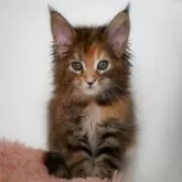 メインクーン【新潟県・女の子・2026年1月17日・ブラウンパッチ&ホワイト】の写真3「とっても綺麗なパッチカラー」