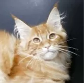 メインクーン【新潟県・女の子・2025年7月13日・レッドクラシックタビー】の写真3