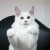 メインクーン【新潟県・女の子・2025年7月13日・ホワイト】の写真3