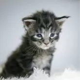 メインクーン【新潟県・女の子・2025年6月15日・シルバータビー】の写真12