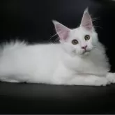 メインクーン【新潟県・女の子・2025年7月13日・ホワイト】の写真4