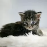 メインクーン【新潟県・女の子・2025年6月15日・シルバータビー】の写真14