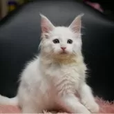 メインクーン【新潟県・女の子・2025年7月13日・ホワイト】の写真5