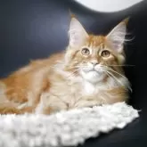 メインクーン【新潟県・女の子・2025年7月13日・レッドクラシックタビー】の写真5