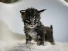 メインクーン【新潟県・女の子・2025年6月15日・シルバータビー】の写真10