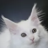 メインクーン【新潟県・女の子・2025年7月13日・ホワイト】の写真14