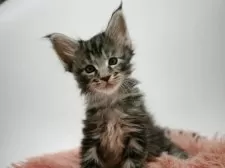 メインクーン【新潟県・女の子・2025年6月15日・シルバータビー】の写真5