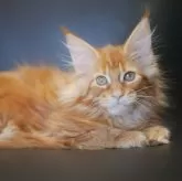 メインクーン【新潟県・女の子・2025年7月13日・レッドクラシックタビー】の写真5