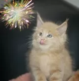 メインクーン【新潟県・男の子・2025年12月10日・クリームタビー】の写真9