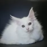 メインクーン【新潟県・女の子・2025年7月13日・ホワイト】の写真12