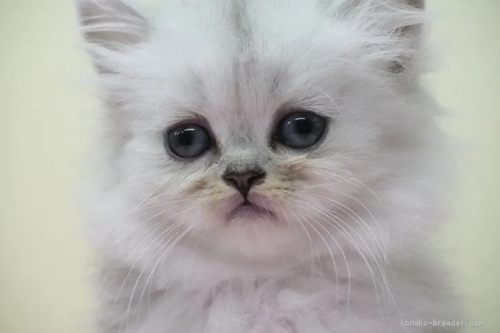 ID：2008-02188の子猫