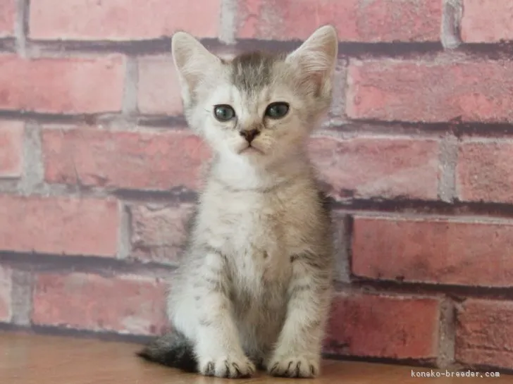 ID:1811-01046の子猫