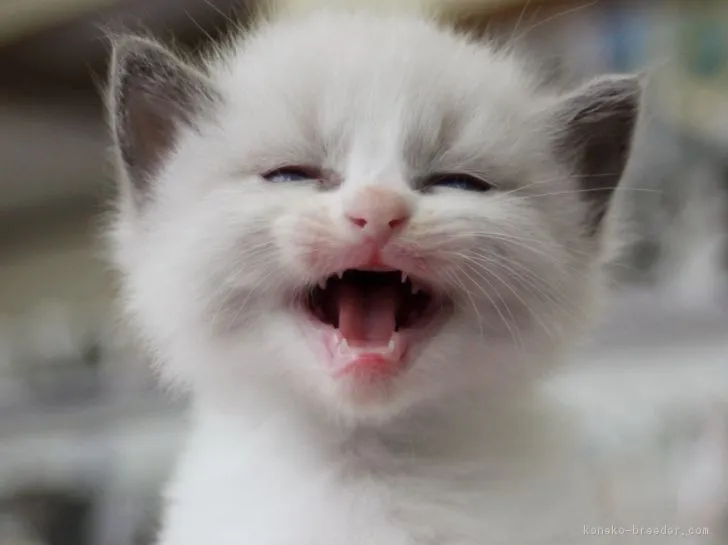 ID：1705-00849の子猫