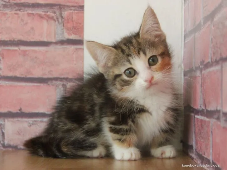 ID:1906-02067の子猫