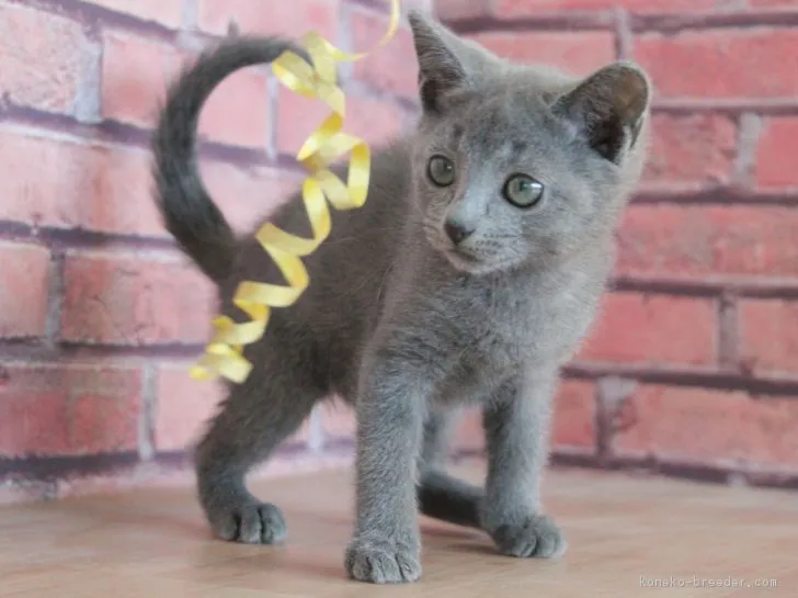 そら 様のお迎えした子猫