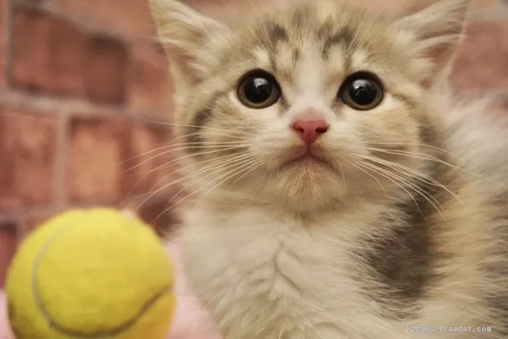 ID:2011-01191の子猫