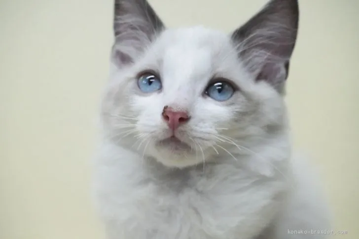 ID：2008-00214の子猫