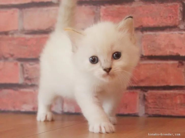 ID:1803-00654の子猫