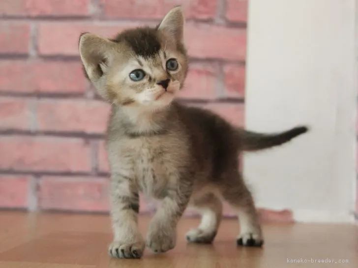 ID：1810-01482の子猫