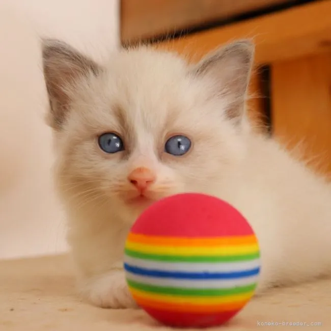 ID：2201-01748の子猫