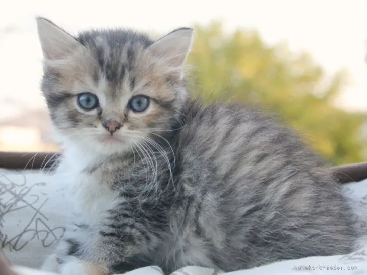 ID：1711-00857の子猫