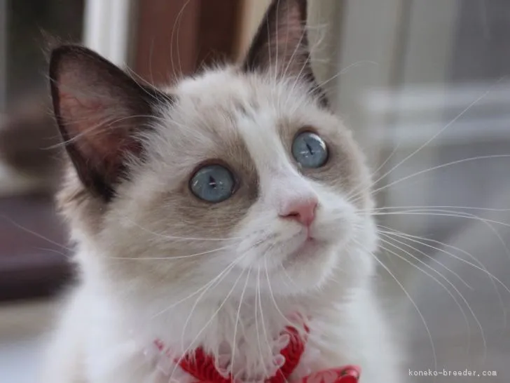 ID：1703-00351の子猫