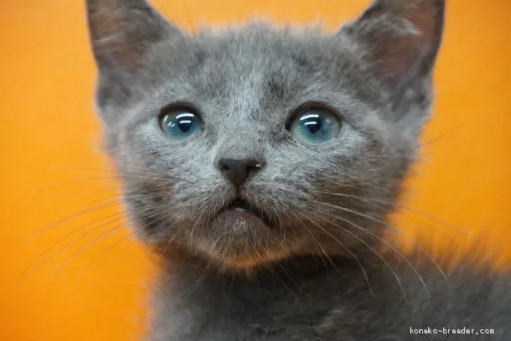 ID：2102-01568の子猫