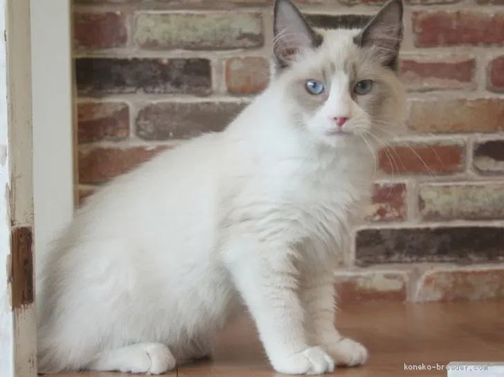 ID：1912-01574の子猫