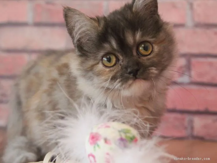 ID：1912-01576の子猫