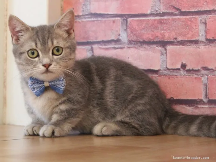 ID：1905-02082の子猫