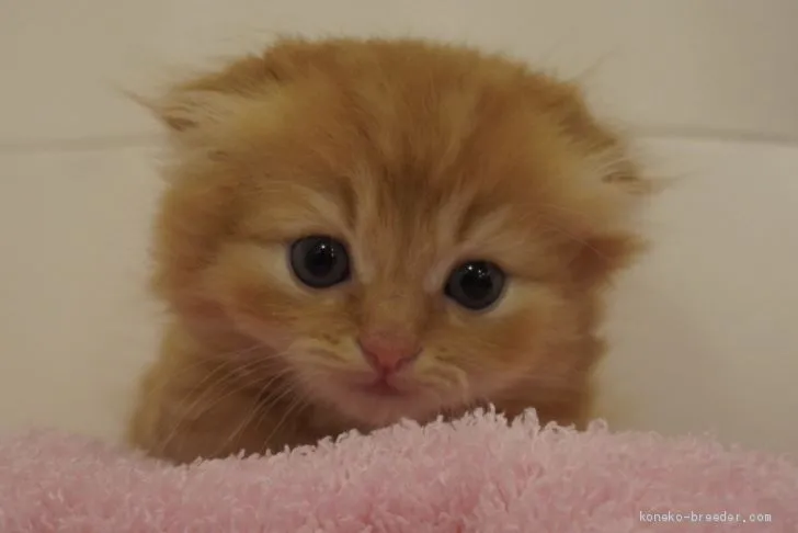 ID：2007-02000の子猫
