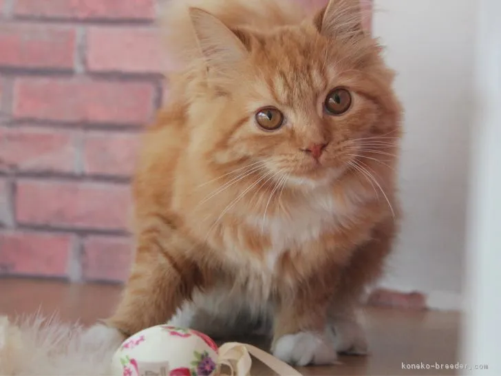 ID：1812-00984の子猫