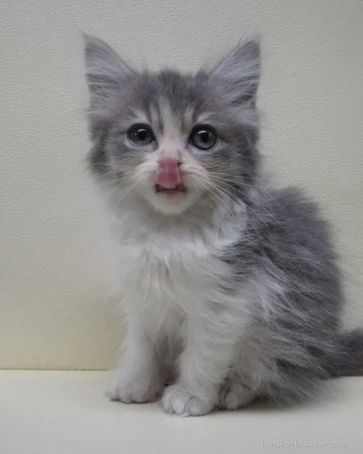 カネ 様のお迎えした子猫