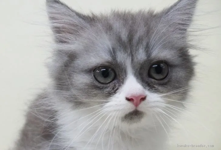 ID：2008-01366の子猫