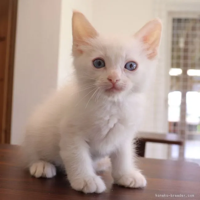 ID:2206-02742の子猫
